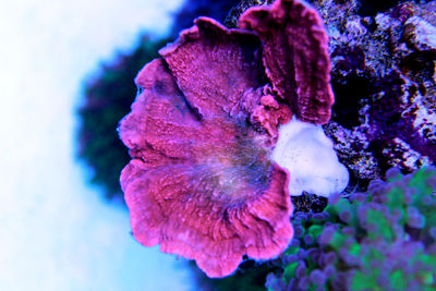 Close-up of flower against blurred background