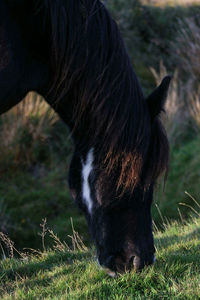 Close-up of horse grazing on field