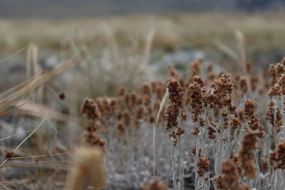 Close-up of dry plants on field