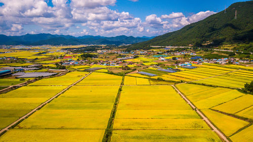 Scenic view of agricultural field against sky