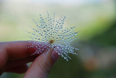 Close-up of hand holding dandelion flower