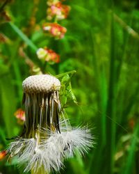 Close-up of dandelion on field