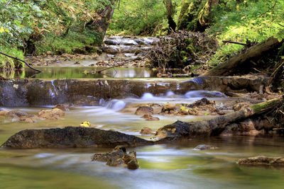 Scenic view of waterfall in forest