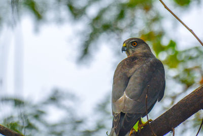 Close-up of owl perching on branch