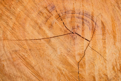 Full frame shot of wooden floor