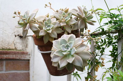 Close-up of white flowering plant