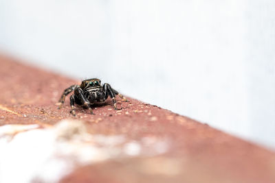 Hyllus semicupreus jumping spider. small jumping spider.