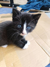 pet