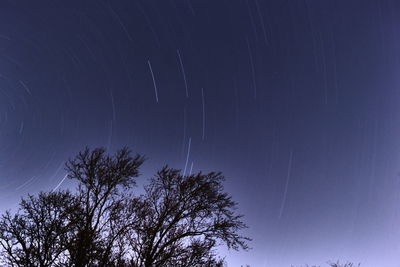 Low angle view of silhouette tree against sky at night