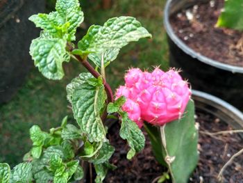 Close-up of pink flowers blooming outdoors