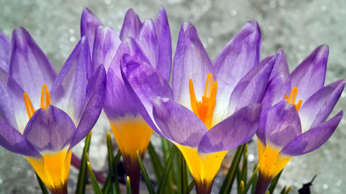 Close-up of purple crocus flowers