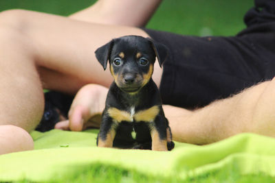 Low section of boy with puppy