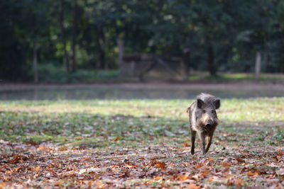 Dog on field