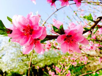 Close-up of pink flowers