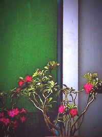 Close-up of pink flowers