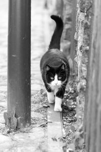 Portrait of cat peeking from tree trunk