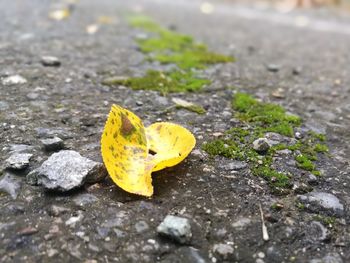 Close-up of yellow leaf fallen on road