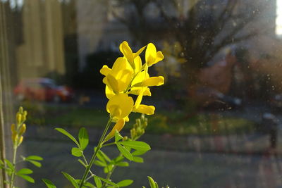 Close up of yellow flowers