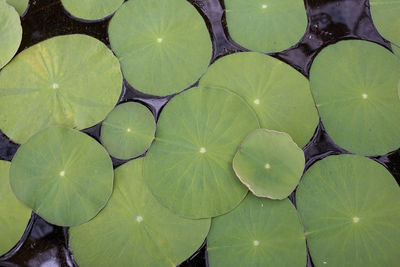 Full frame shot of lotus water lily in lake