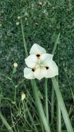 Close-up of flower blooming outdoors