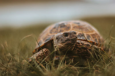 Close-up of turtle on field