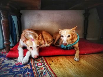 Portrait of dog relaxing at home