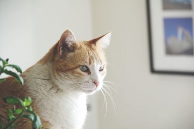 Close-up portrait of cat