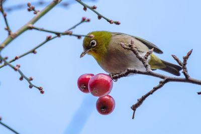 White-eye eats red fruits in winter season