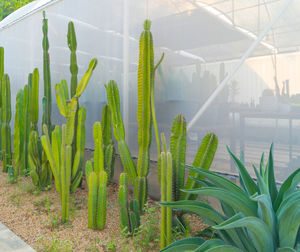 Plants growing on field