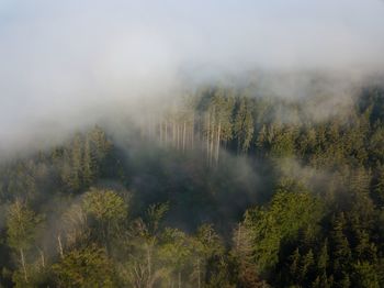 Trees in forest against sky during foggy weather