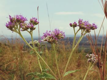 Pink flowers blooming in field