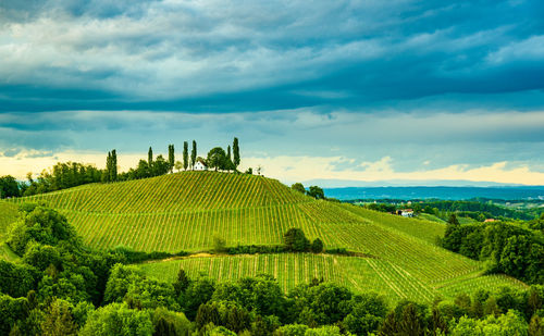 Scenic view of agricultural field against sky