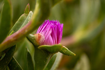 Close-up of pink flowering plant