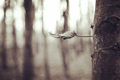 Close-up of bird on tree trunk in forest