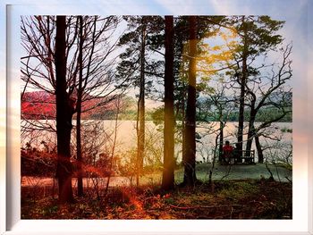 Trees growing in water
