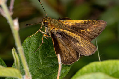 Close-up of butterfly on leaf