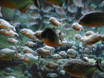 Close-up of fish swimming in sea