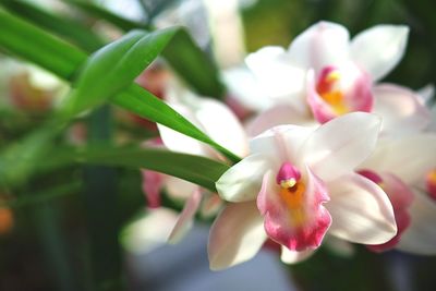 Close-up of flower blooming outdoors