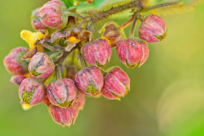 Close-up of fruits growing on plant