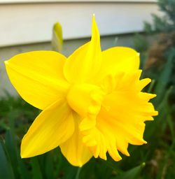 Close-up of yellow day lily blooming outdoors