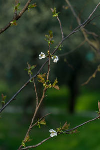 Close-up of plant growing outdoors