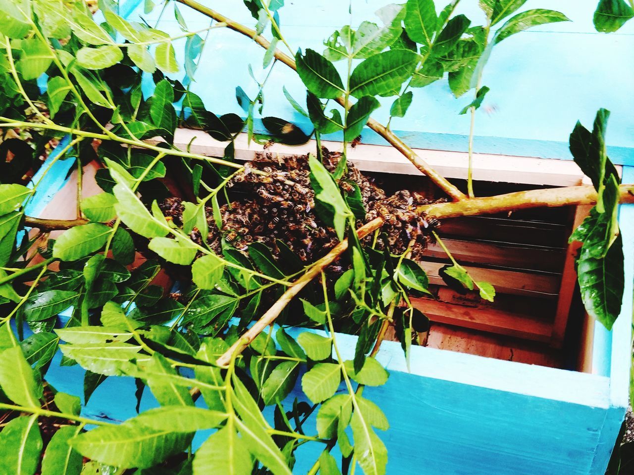 CLOSE-UP OF POTTED PLANT ON TREE