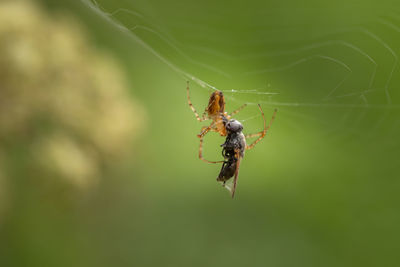 Close-up of spider on web