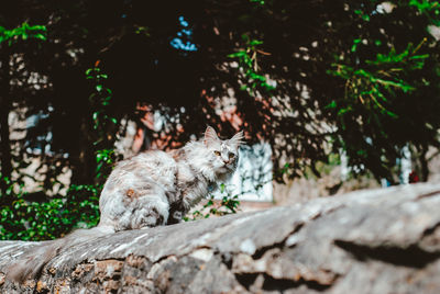 Old cat on a wall 