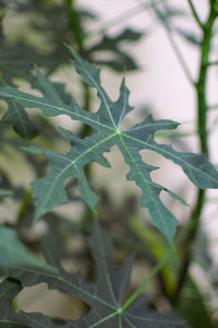 Close-up of plant