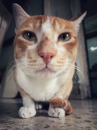 Close-up portrait of ginger cat at home