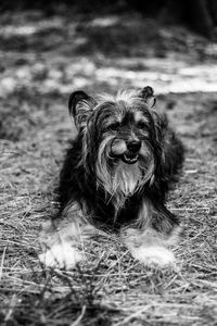 Portrait of dog on field