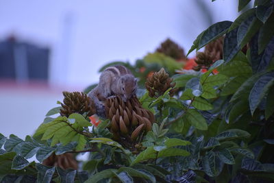 Close-up of flowers on plant against sky