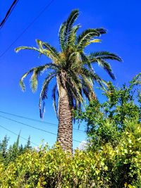 Low angle view of coconut palm tree against blue sky