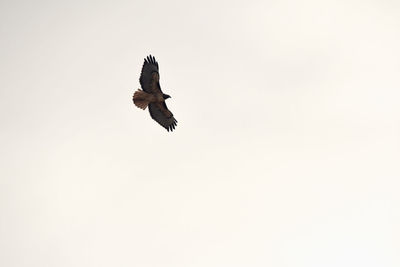 Low angle view of eagle flying against clear sky